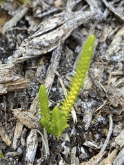 Selaginella gracillima