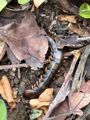 Scolopendra subspinipes