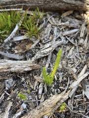 Selaginella gracillima