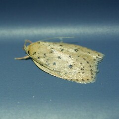 Prionocris protoxantha