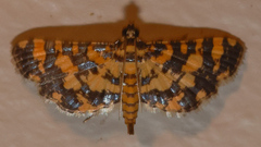 Eurrhyparodes tricoloralis