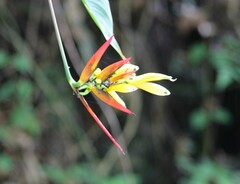Heliconia hirsuta