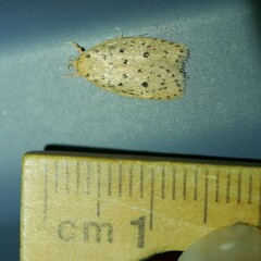 Prionocris protoxantha