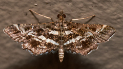 Diasemiopsis ramburialis