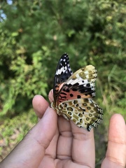 Argynnis hyperbius hyperbius