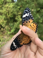Argynnis hyperbius hyperbius