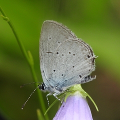 Cupido alcetas