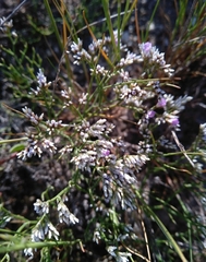 Limonium caspium
