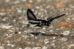 Lamproptera curius