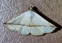 Eublemma perversicolor