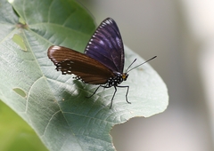 Euripus nyctelius