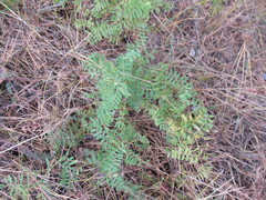 Vicia nervata