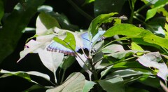 Morpho helenor