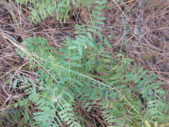 Vicia nervata