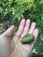 Sphingidae