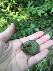 Sphingidae