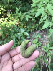 Sphingidae