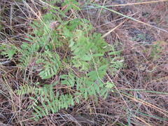 Vicia nervata