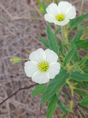 Monsonia
