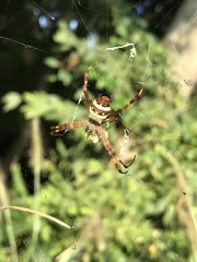 Argiope minuta