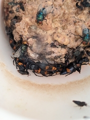 Nicrophorus nepalensis