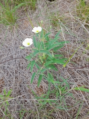 Monsonia