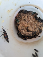 Nicrophorus nepalensis