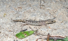 Hemiphyllodactylus