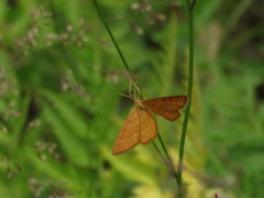 Idaea serpentata
