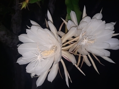 Epiphyllum oxypetalum
