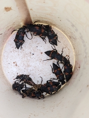 Nicrophorus nepalensis