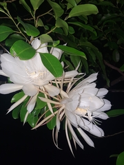 Epiphyllum oxypetalum
