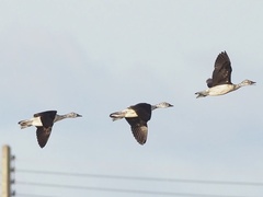 Sarkidiornis melanotos