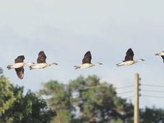 Sarkidiornis melanotos