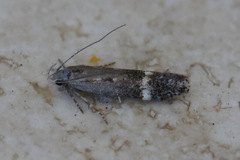 Aproaerema simplexella