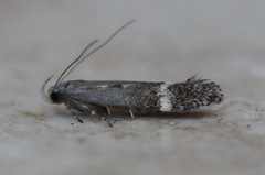 Aproaerema simplexella