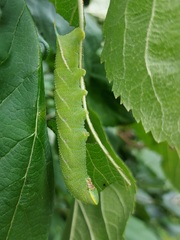 Smerinthus ocellata