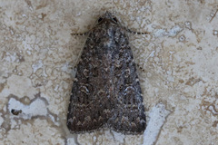 Hypoperigea tonsa