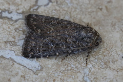 Hypoperigea tonsa
