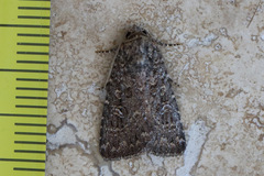 Hypoperigea tonsa