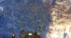 Fontinalis antipyretica