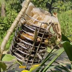 Polyura agraria