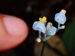 Burmannia
