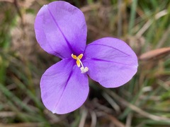 Patersonia occidentalis occidentalis