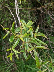 Rubus schmidelioides