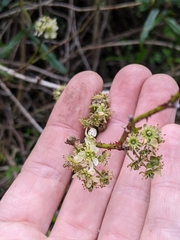 Rubus schmidelioides