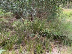 Patersonia occidentalis occidentalis