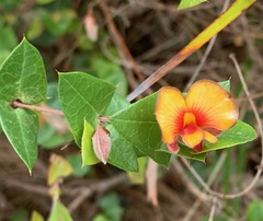 Platylobium obtusangulum