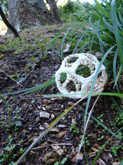 Ileodictyon cibarium