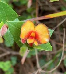 Platylobium obtusangulum